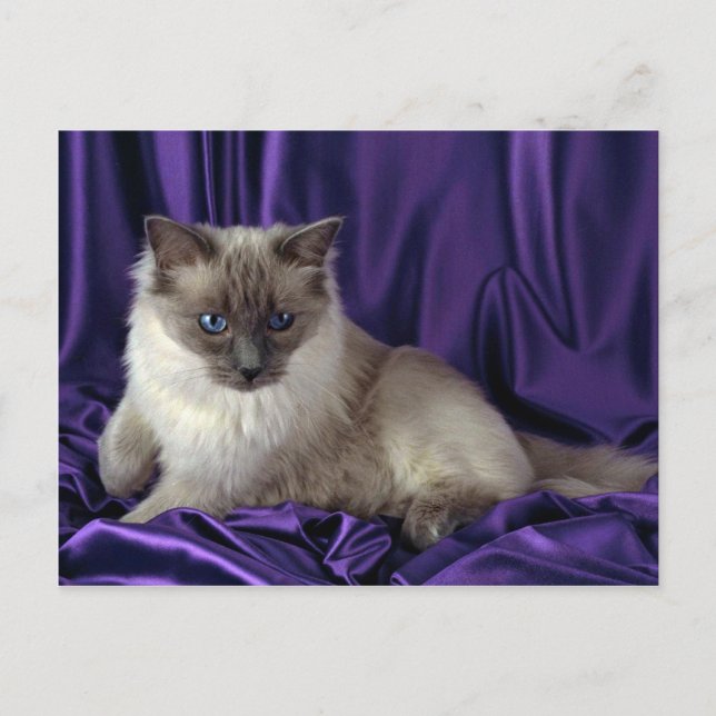 Ragdoll, blau postkarte (Vorderseite)