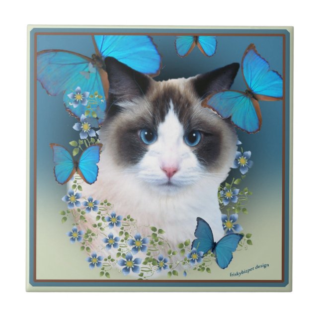 Ragdoll blaue Augen-Fliesen Fliese (Vorderseite)