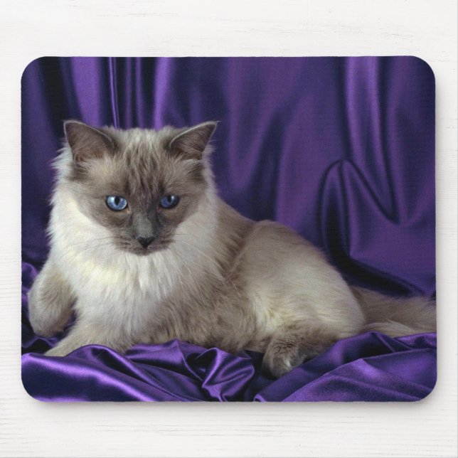 Ragdoll, blauer Punkt Mousepad (Vorne)