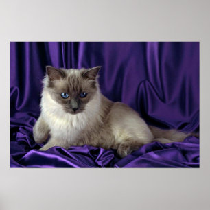 Ragdoll, blauer Punkt Poster