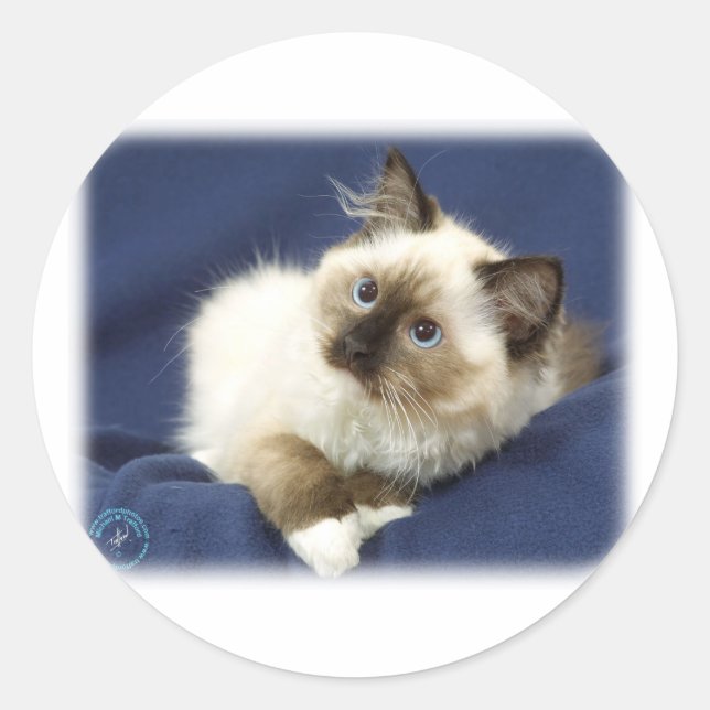 Ragdoll Cat 9W082D-011 Runder Aufkleber (Vorderseite)
