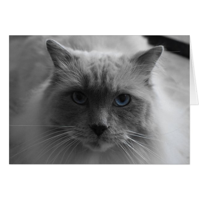 Ragdoll Cat / Abgeschiedene Farbe (Vorderseite (Horizontal))