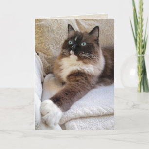 Ragdoll Cat Birthday Karte