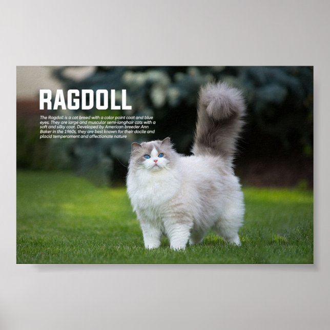 Ragdoll Cat Breed Poster (Vorne)