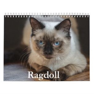 Ragdoll Cat Calendar Kalender