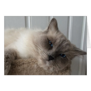 Ragdoll Cat, Card