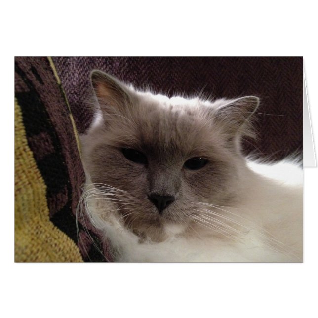 Ragdoll Cat, Card (Vorderseite (Horizontal))
