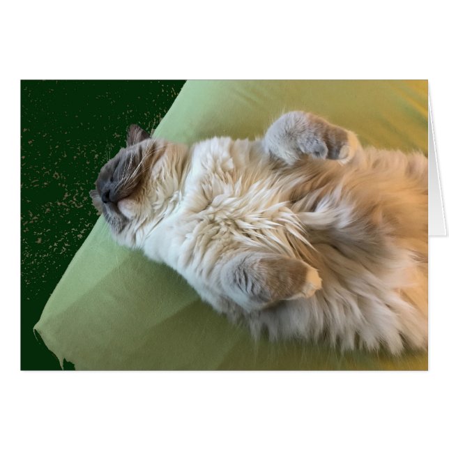 Ragdoll Cat Couch Potato (Vorderseite (Horizontal))