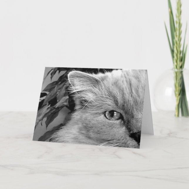 Ragdoll Cat, Karte (Vorderseite)