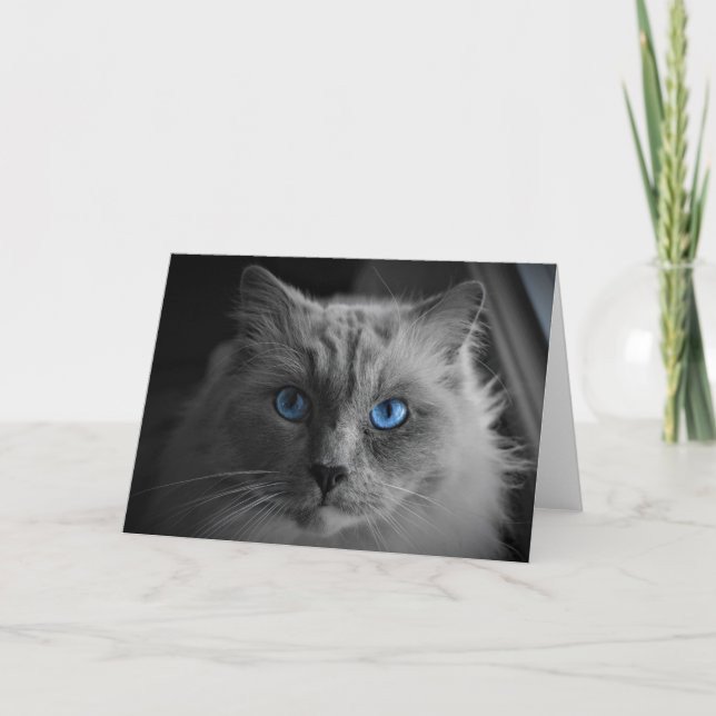 Ragdoll Cat, Karte (Vorderseite)