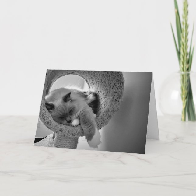 Ragdoll Cat, Karte (Vorderseite)