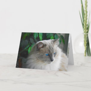 Ragdoll Cat Karte