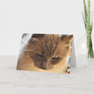 Ragdoll Cat, Karte