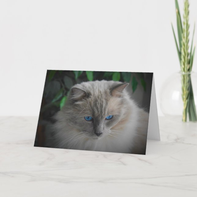 Ragdoll Cat Karte (Vorderseite)