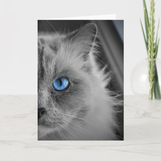 Ragdoll Cat, Karte (Vorderseite)