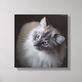 Ragdoll Cat Leinwand - Millie Blue Eyes