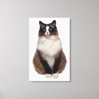 Ragdoll Cat Leinwanddruck