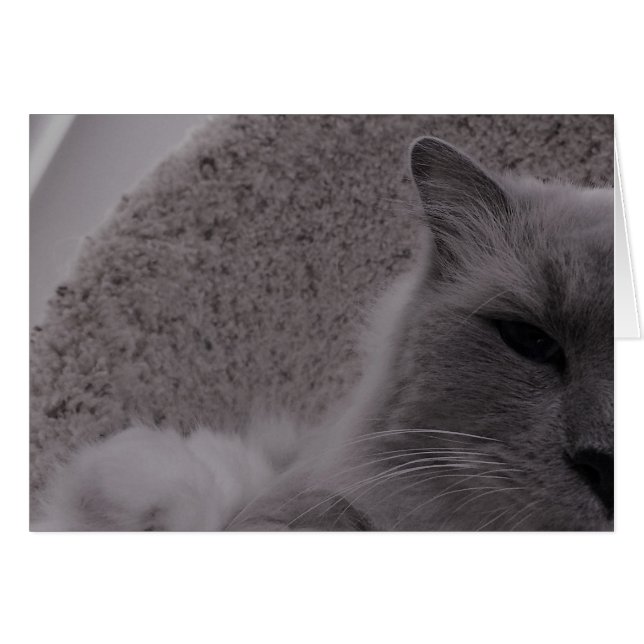 Ragdoll Cat/Noir, Karte (Vorderseite (Horizontal))