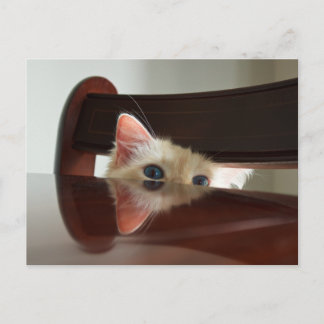 Ragdoll Cat Peeking Postcard Postkarte