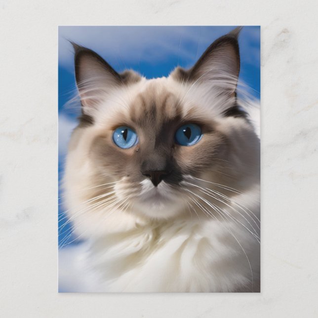 Ragdoll Cat Postcard Postkarte (Vorderseite)