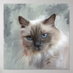 Ragdoll Cat Poster