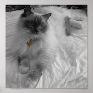 Ragdoll Cat Poster