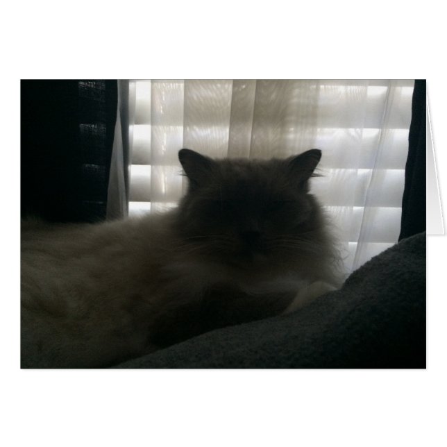 Ragdoll Cat - Watcher bei Dusk (Vorderseite (Horizontal))
