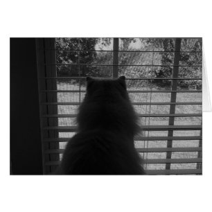 Ragdoll Cat Watching / Noir