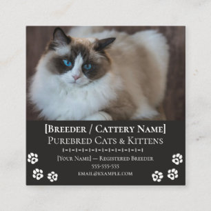 Ragdoll Cattery Individuelle Katzen-Züchterin Quadratische Visitenkarte