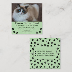 Ragdoll Cattery Maßgeschneiderte Katzenzüchter Quadratische Visitenkarte