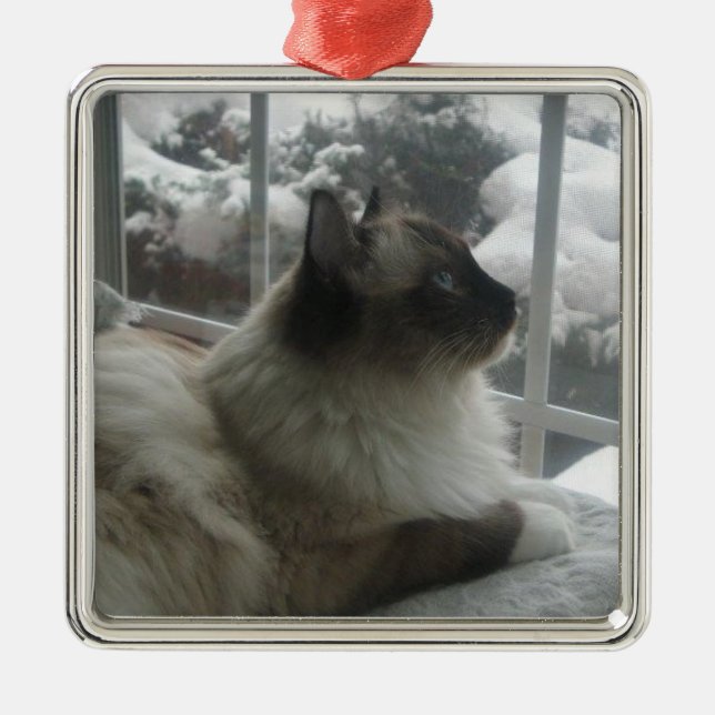 Ragdoll Himalajakatzen-Weihnachtsschnee-Miezekatze Silbernes Ornament (Vorne)