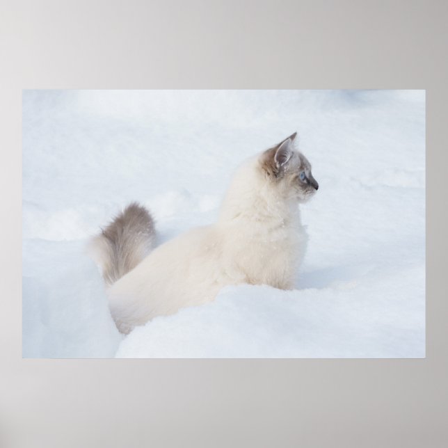 Ragdoll im Schneeplakat Poster (Vorne)
