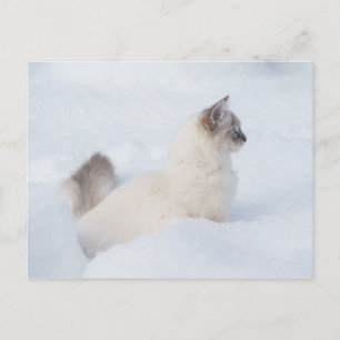 Ragdoll in der Schneeballkarte Postkarte
