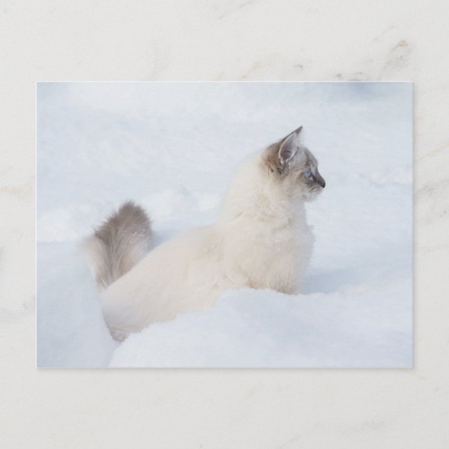 Ragdoll in der Schneeballkarte Postkarte (Vorderseite)