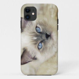 Ragdoll-Kätzchen Case-Mate iPhone Hülle