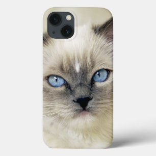 Ragdoll-Kätzchen Case-Mate iPhone Hülle