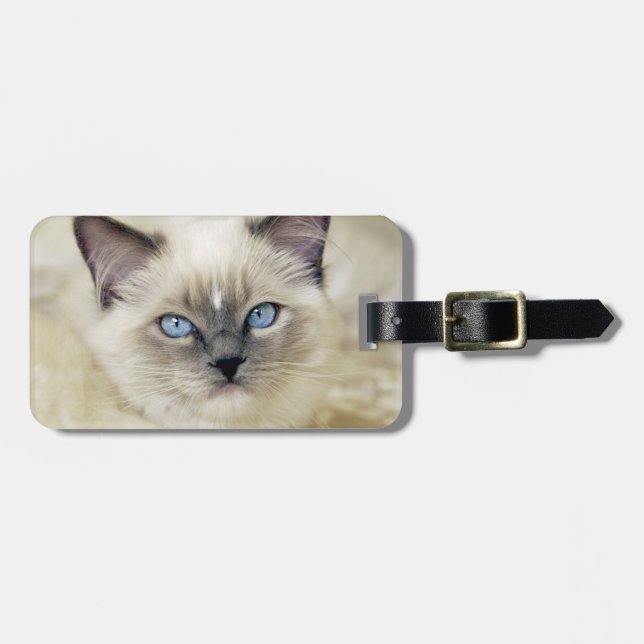 Ragdoll Kätzchen Gepäckanhänger (Vorderseite horizontal)