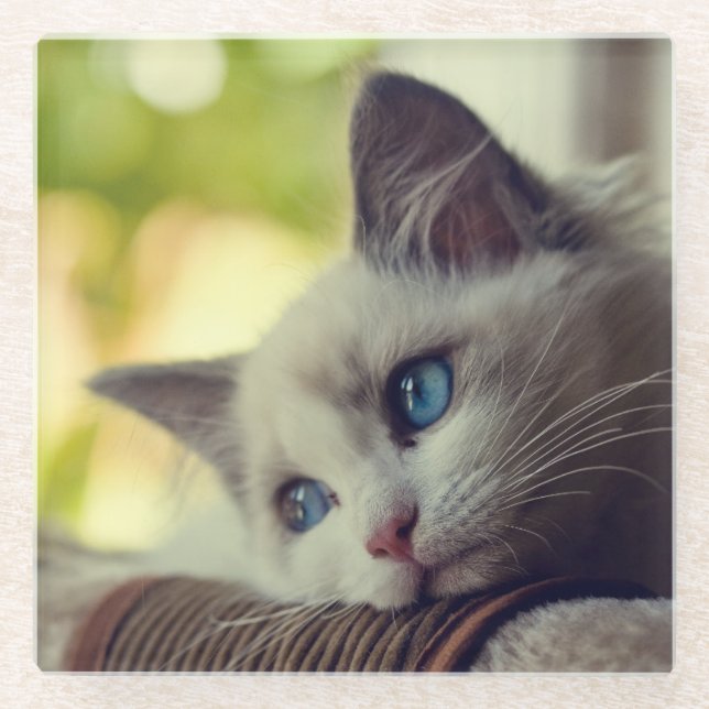 Ragdoll Kätzchen Glasuntersetzer (Vorderseite)