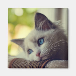 Ragdoll Kätzchen Magnet
