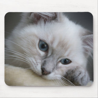 ragdoll Kätzchen mousepad