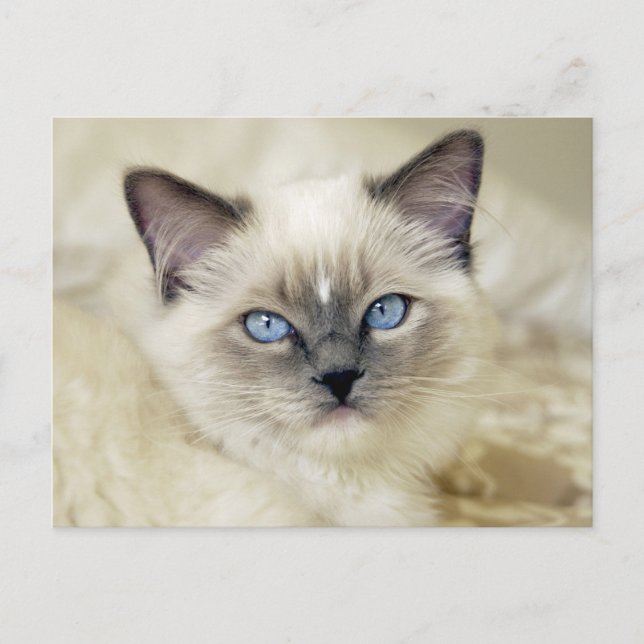 Ragdoll-Kätzchen Postkarte (Vorderseite)