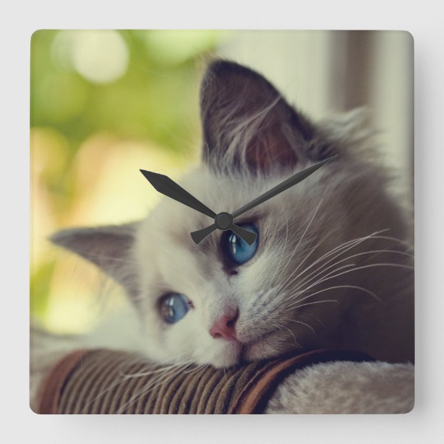 Ragdoll Kätzchen Quadratische Wanduhr (Vorderseite)