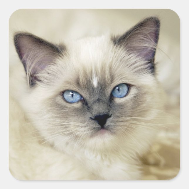 Ragdoll-Kätzchen Quadratischer Aufkleber (Vorderseite)