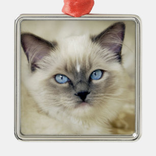 Ragdoll-Kätzchen Silbernes Ornament
