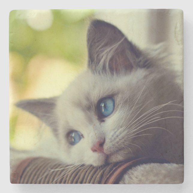 Ragdoll Kätzchen Steinuntersetzer (Vorderseite)