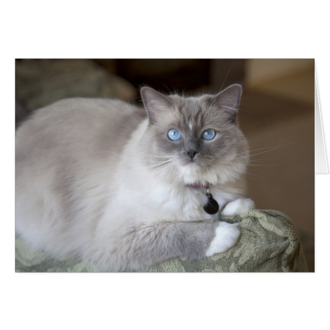 Ragdoll-Katze (Vorderseite (Horizontal))