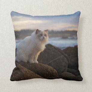 Ragdoll Katze am Strand Kissen