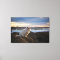 Ragdoll Katze am Strand