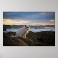 Ragdoll Katze am Strand