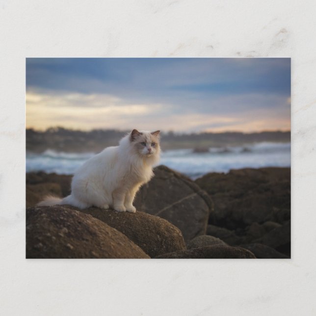 Ragdoll Katze am Strand Postkarte (Vorderseite)